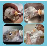 シリンジ 乳首 シリコンニップル | PlusNao | 詳細画像7