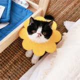 エリザベスカラー 猫 ネコ | PlusNao | 詳細画像2