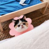 エリザベスカラー 猫 ネコ | PlusNao | 詳細画像8