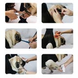 グルーミングハンモック ペット用 猫用 | PlusNao | 詳細画像6 