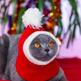 ペット用帽子 ペット用コスプレグッズ 猫 | PlusNao | 詳細画像2 