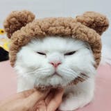 ペット用コスプレ帽子 耳付き 犬 | PlusNao | 詳細画像3