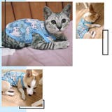 ペット用タンクトップ 犬用タンクトップ イヌ | PlusNao | 詳細画像2 