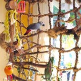 クライミングネット 鳥用 オウム | PlusNao | 詳細画像2