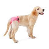 犬用サニタリーパンツ マナーパンツ 生理用パンツ | PlusNao | 詳細画像6 
