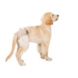 犬用サニタリーパンツ マナーパンツ 生理用パンツ | PlusNao | 詳細画像8 