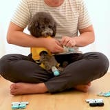 犬用靴下 ドッグソックス 4枚セット | PlusNao | 詳細画像2 