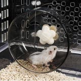 小動物用回し車 ホイール ハムスター | PlusNao | 詳細画像2