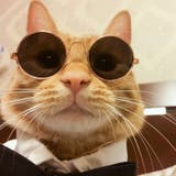 ペット用サングラス 丸メガネ 猫用 | PlusNao | 詳細画像3