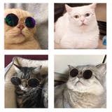 ペット用サングラス 丸メガネ 猫用 | PlusNao | 詳細画像7