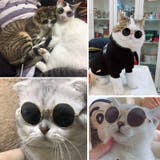 ペット用サングラス 丸メガネ 猫用 | PlusNao | 詳細画像9