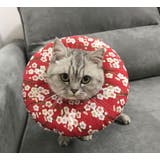 ソフトエリザベスカラー 猫用 犬用 | PlusNao | 詳細画像2 