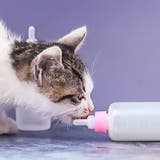 ペット用哺乳瓶 哺乳器 50ml | PlusNao | 詳細画像3 