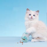 おやつボール ペット用品 フードボール | PlusNao | 詳細画像7 