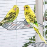 鳥用ステージ 止まり木 台 | PlusNao | 詳細画像2