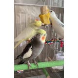鳥用フードフィーダー バードフィーダー 鳥用給餌器 | PlusNao | 詳細画像2