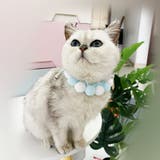 ペット用チョーカー チョーカー ネックレス | PlusNao | 詳細画像4 