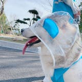 ペットウェア レインコート 犬用 | PlusNao | 詳細画像4 