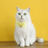 猫用首輪 カラー 猫 | PlusNao | 詳細画像4 