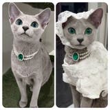 ペット用アクセサリー首輪 ネックレス 犬用 | PlusNao | 詳細画像2
