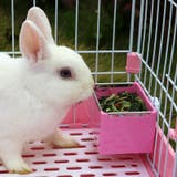 小動物用食器 ケージ ゲージ | PlusNao | 詳細画像11