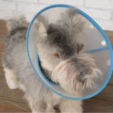 エリザベスカラー ペット用 犬用品 | PlusNao | 詳細画像3 