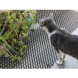 猫よけシート トゲトゲ とげとげ | PlusNao | 詳細画像2 