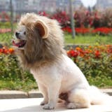 ペット用コスプレ帽子 被り物 かぶりもの | PlusNao | 詳細画像7 