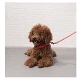 首輪 ペット 犬 | PlusNao | 詳細画像2 