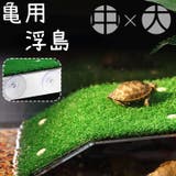 浮島 亀 カメ | PlusNao | 詳細画像1