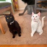 ネコ用首輪 ネコ首輪 猫用首輪 | PlusNao | 詳細画像2 