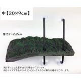 浮島 亀用 トカゲ | PlusNao | 詳細画像5