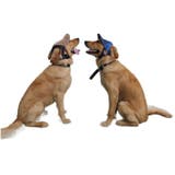 帽子 キャップ ペット用 | PlusNao | 詳細画像7 