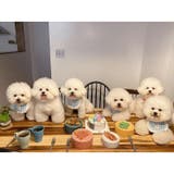 ペット用スタイ よだれかけ ビブ | PlusNao | 詳細画像7 