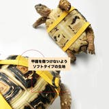 亀用ハーネス リード 2点セット | PlusNao | 詳細画像3 