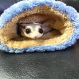 小動物用キャリーバッグ 巾着ポーチ 通気口付き | PlusNao | 詳細画像5