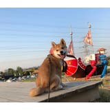 ペット用バンダナ スカーフ 首飾り | PlusNao | 詳細画像11 