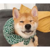 ペット用バンダナ スカーフ 首飾り | PlusNao | 詳細画像7 