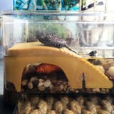 水槽装飾 浮島 ペット用品 | PlusNao | 詳細画像2