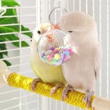 鳥用おもちゃ 鳥用玩具 ペット用おもちゃ | PlusNao | 詳細画像5