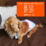 犬用サニタリーパンツ サスペンダー付きサニタリーパンツ 生理用パンツ | PlusNao | 詳細画像3 