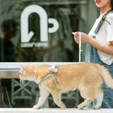 ハーネス リード 2点セット | PlusNao | 詳細画像2