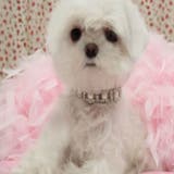 犬用ネックレス 犬用アクセサリー 首輪 | PlusNao | 詳細画像2 