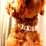 犬用ネックレス 犬用アクセサリー 首輪 | PlusNao | 詳細画像4 