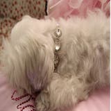 犬用ネックレス 犬用アクセサリー 首輪 | PlusNao | 詳細画像5 