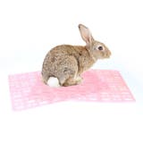 小動物用すのこ スノコ ケージマット | PlusNao | 詳細画像5