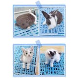 小動物用すのこ スノコ ケージマット | PlusNao | 詳細画像6
