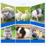 小動物用すのこ スノコ ケージマット | PlusNao | 詳細画像8