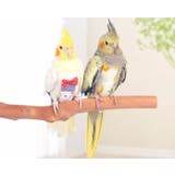 ペット用品 鳥用オムツ おしっこパッド | PlusNao | 詳細画像3