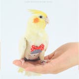 ペット用品 鳥用オムツ おしっこパッド | PlusNao | 詳細画像4